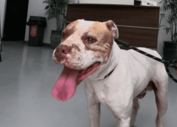 maltrato-animal-en-guadalupe