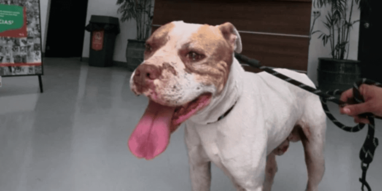 Maltrato-animal-en-guadalupe › Guadalupa Ciudadana Maltrato-animal-en-guadalupe › Guadalupa Ciudadana