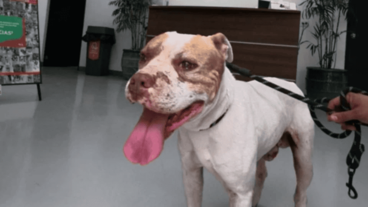 Maltrato-animal-en-guadalupe › Guadalupa Ciudadana