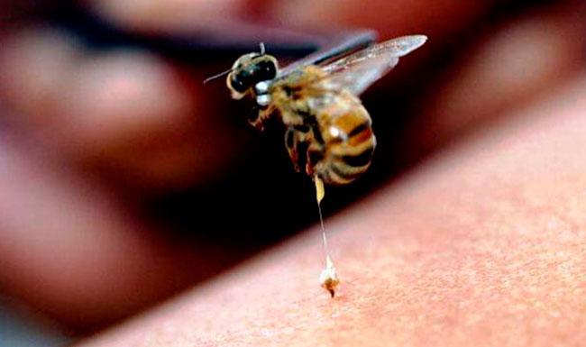 Close-up of a Honeybee in Flight Above a Person's Skin with a Blurred Background. › Guadalupa Ciudadana