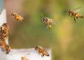 Abeja Guadalupe Ataque Marín › Guadalupa Ciudadana