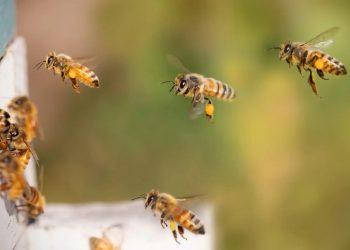 Abeja Guadalupe Ataque Marín › Guadalupa Ciudadana