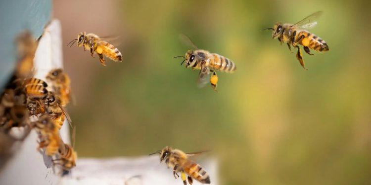 Abeja Guadalupe Ataque Marín › Guadalupa Ciudadana