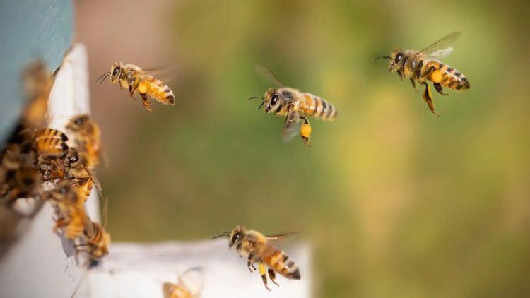 abeja guadalupe ataque marín