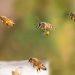 Abeja Guadalupe Ataque Marín › Guadalupa Ciudadana